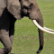 Manfaat Gading Gajah