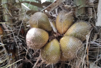 Manfaat Salak Gading