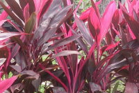 Manfaat Daun Hanjuang