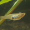 Manfaat Ikan Cere