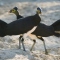 Manfaat Burung Maleo