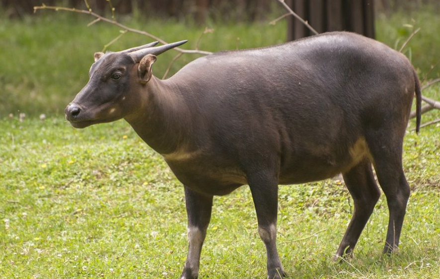 Manfaat Anoa Bagi Manusia