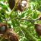 Manfaat Buah Gorek