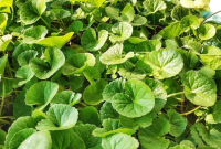 Manfaat Daun Pegagan