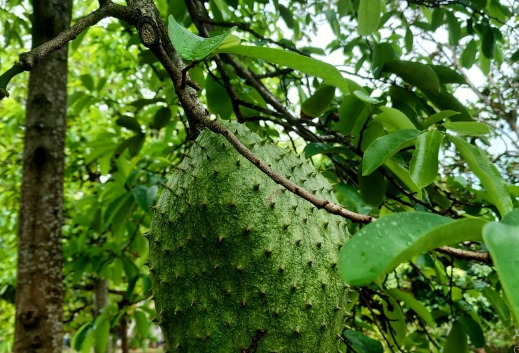 Manfaat Daun Sirsak Untuk Tuba Falopi