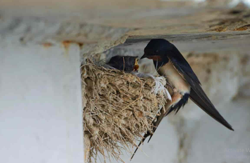 Manfaat Telur Burung Walet