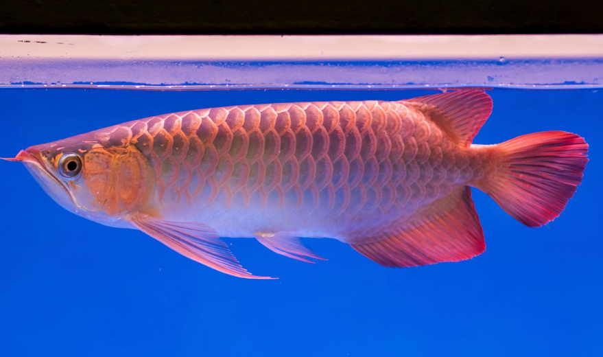 Manfaat Ikan Arwana