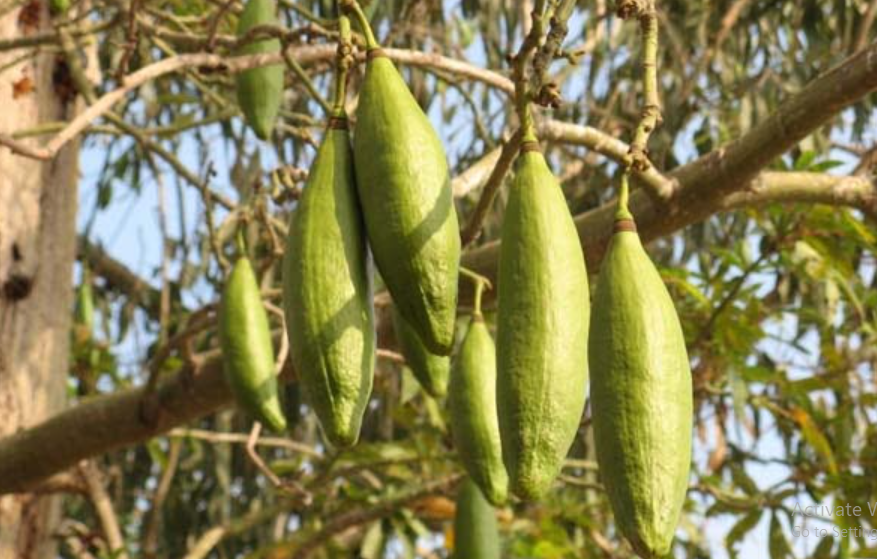 Manfaat Daun Randu Untuk Lambung