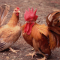 Manfaat Ayam Kate