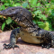 Manfaat Minyak Biawak