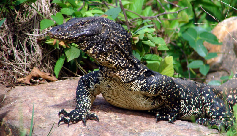 Manfaat Minyak Biawak
