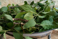 Manfaat Daun Benalu