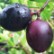 Manfaat Buah Renda