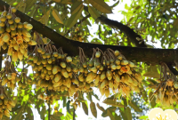 Manfaat Bunga Durian