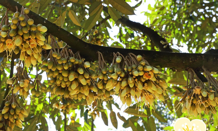 Manfaat Bunga Durian