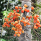 Manfaat Buah Palem