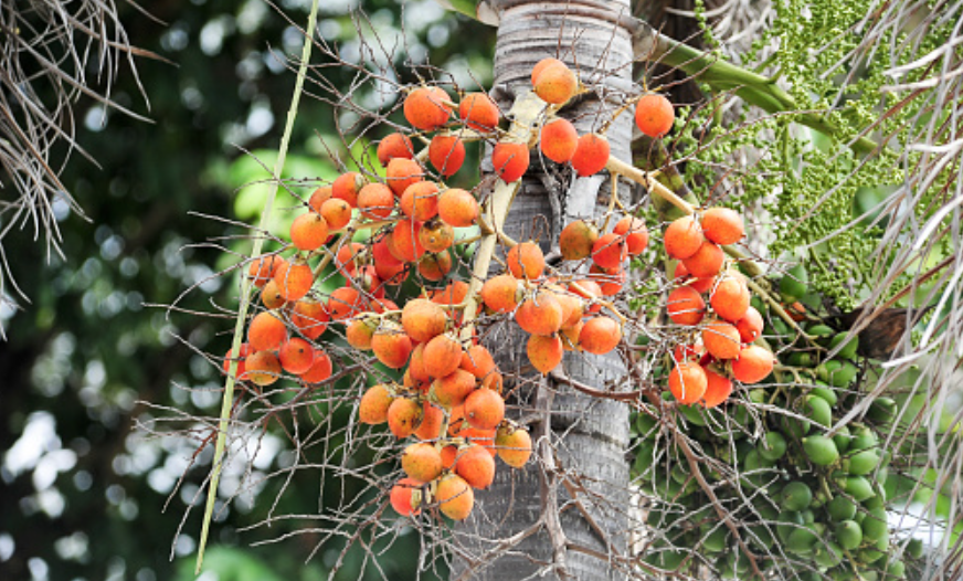 Manfaat Buah Palem