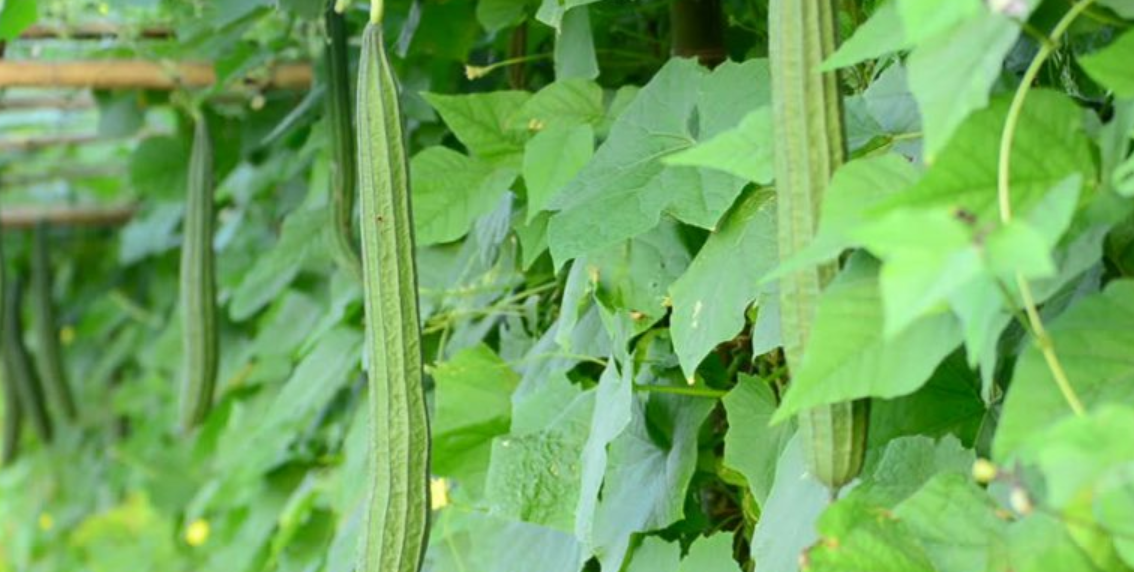 Manfaat Daun Gambas