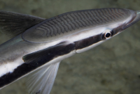 Manfaat Ikan Remora