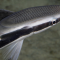 Manfaat Ikan Remora