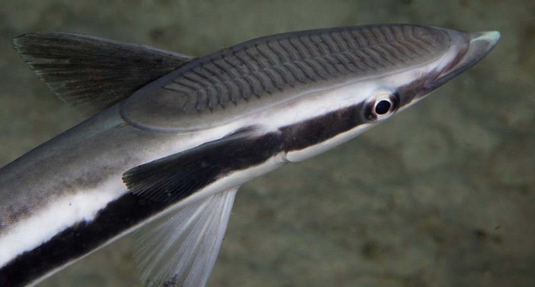 Manfaat Ikan Remora