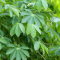 Manfaat Daun Singkong Karet