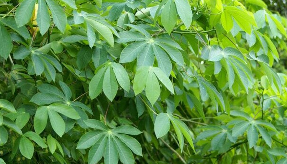 Manfaat Daun Singkong Karet