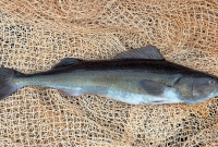 Manfaat Ikan Gindara