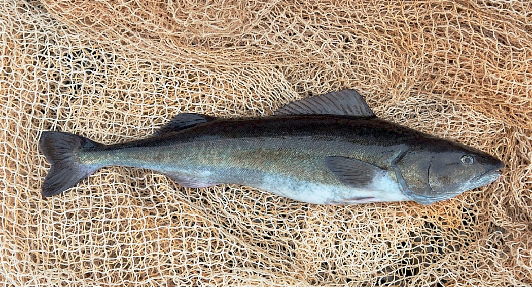 Manfaat Ikan Gindara