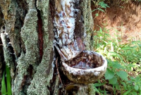 Manfaat Getah Katilayu