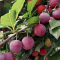 Manfaat Buah Plum