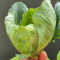 Manfaat Daun Cuciwis