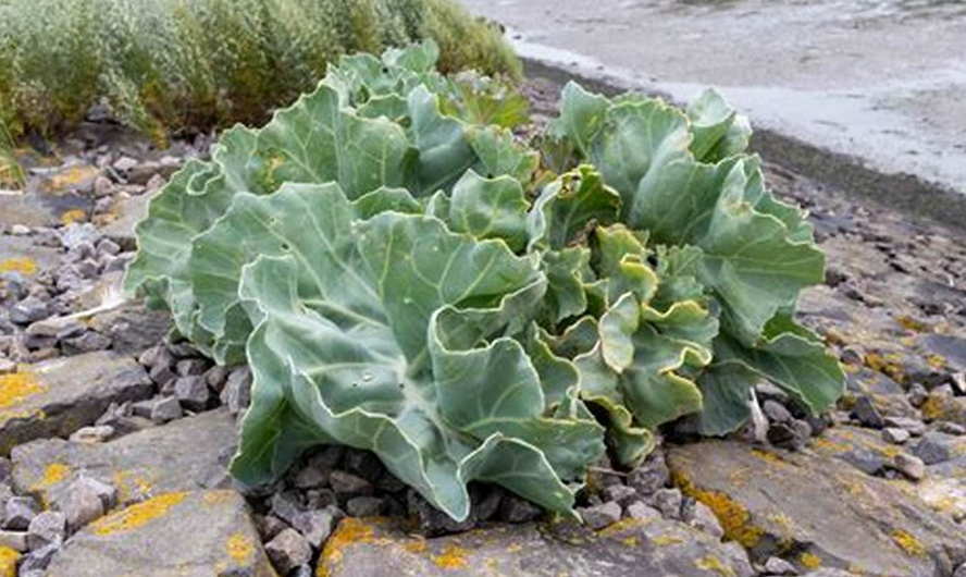 Manfaat Kangkung Laut