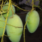 Manfaat Mangga Gadung