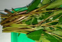 Manfaat Kangkung Merah