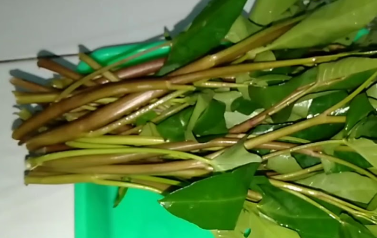 Manfaat Kangkung Merah