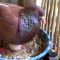 Manfaat Telur Burung Dara