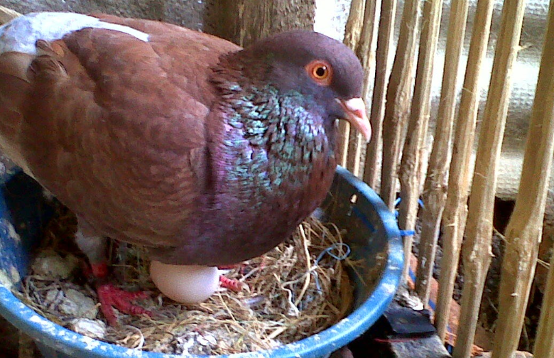 Manfaat Telur Burung Dara