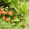 Manfaat Mangga Apel