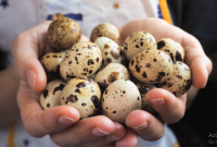 Manfaat Telur Puyuh Untuk Ayam Bangkok
