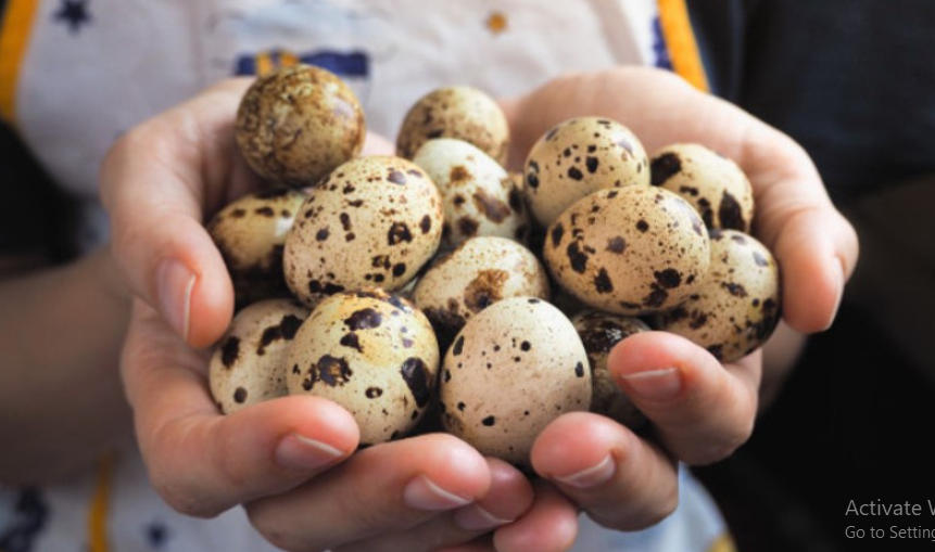 Manfaat Telur Puyuh Untuk Ayam Bangkok