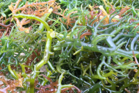 manfaat tepung rumput laut