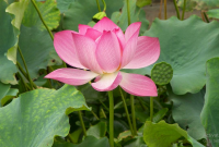 Manfaat Lotus