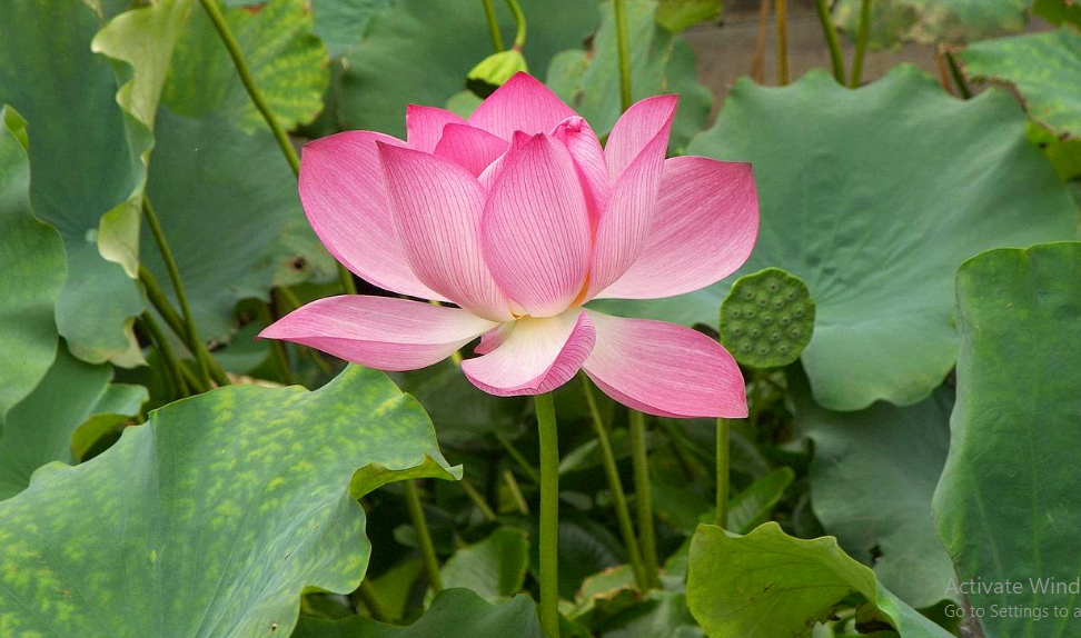 Manfaat Lotus