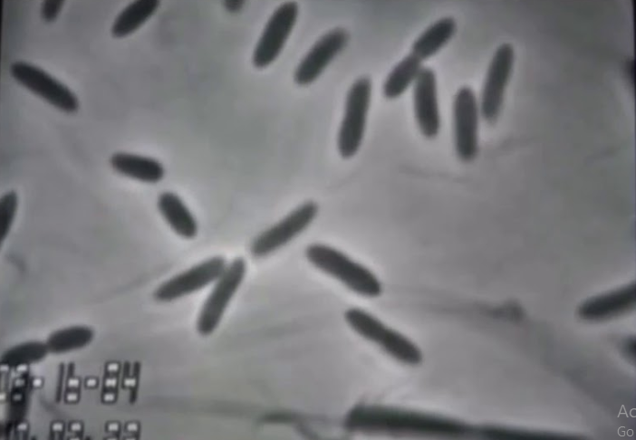 Manfaat Acetobacter Xylinum
