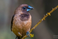 Manfaat Burung Pipit