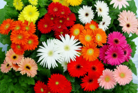Manfaat Bunga Aster