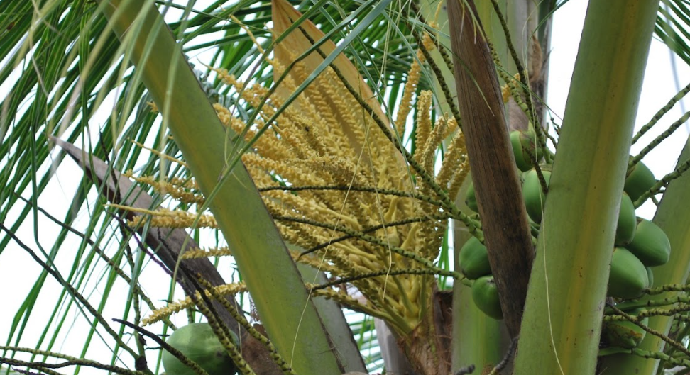 Manfaat Bunga Kelapa