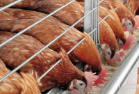 Manfaat Ayam Petelur