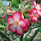 Manfaat Adenium